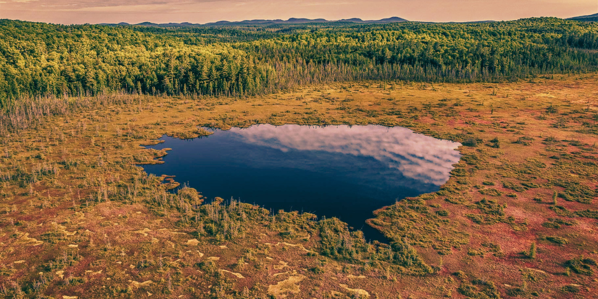 Bogland’s Surprising Allure and Hidden Perils